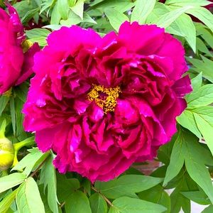 Meet your Posher, Posh